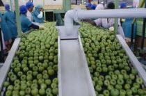 Two a Day apple sorting plant.