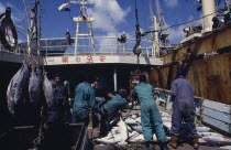 Transferring shipment of frozen tuna fish for overseas market.
