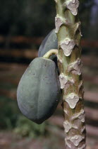 Growing paw paw fruit  Carica papapaya .