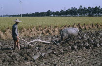 Farmer ploughing rice field with bullock.