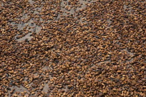 Cacao beans drying in the sun.
