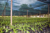 Nursery for cacao plant seedlings