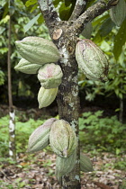 Cacao pods growing on a cacao tree