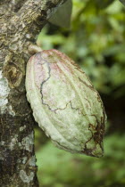 Cacao pod growing on a cacao tree.