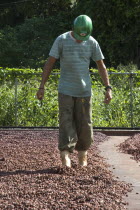 Cacao worker turning over cacao beans drying in the sun before processing.