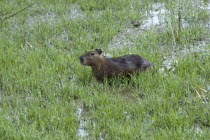 Chiguiro crossing swampy wetlands  Hato Pinero  Los Llanos.