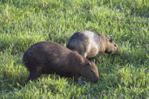 Chiguiros exploring for food  Hato Pinero  Los Llanos