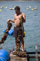 Man standing on floating platform pulling rope with oysters growing on it from water  Arraial do Cabo near to Praia dos Anjos. Brasil