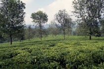 Tea garden near Bukavu Zaire