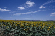 Sunflower fields near Antequera.Andalusia Andalucia