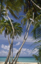 People on white sand beach with palm trees in the foreground.