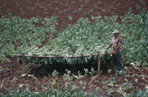 Farm worker standing by drying Tobacco leaves