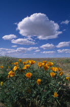 Bright yellow flowers in a field with white fluffy clouds in a blue sky