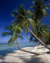 View along empty  sandy beach with aquamarine water and overhanging palm trees.
