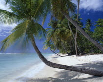 View along empty  sandy beach with aquamarine water and overhanging palm trees.