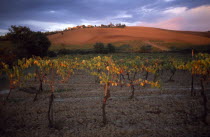 Vines at sunset with a ploughed field on the hillside behind.