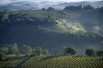 View over vineyards and hillside beyond.