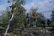 Three women on ladders picking olives by hand.