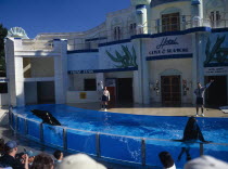 Seaworld. Clyde and Seamore Show with Dolphins in pool performing tricks above water with visitors watching
