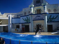 Seaworld. Clyde and Seamore Show with Dolphin in pool performing tricks above water
