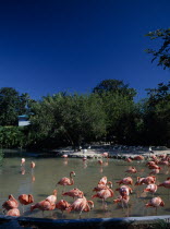 Seaworld. Pink Flamingos in shallow pool