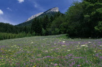 Alpine meadow  full of purple  yellow and white wild flowers.