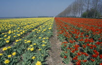 Bulb Fields. Field of broad strips of red and yellow tulips. Netherlands
