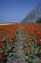 Field of broad strips of red and yellow tulips. Netherlands