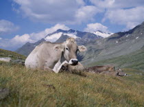 Close up of Alpine cattle lying down