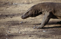 Komodo Dragon  Lizard
