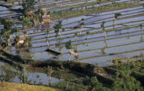 Patchwork of rice paddy fields.
