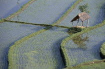 Rice paddy fields.