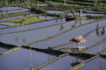 Woman working in rice paddy fields.
