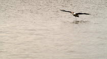 Pelican landing on the Swann River Central Business District Antipodean Aussie Australian Oceania Oz