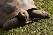 Darwins Own Tortoise - The oldest creature on earth - Australia ZooAntipodean Aussie Australian Oceania Oz