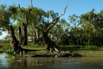 Crocodilus Crocodilus - The Saltwater Crocodile - Rockhole Billabong Antipodean Aussie Australian Oceania Oz