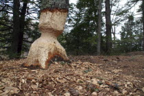 Tree eaten by Beaver