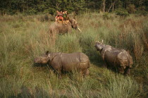 Tourists on elephant trek photographing pair of Indian  Rhinoceros  Rhinoceros unicornis .