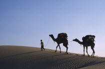Camel herder with loaded camels silhouetted against pale sky on ridge of sand dune with wind rippled sand in desert area near Jaisalmer.