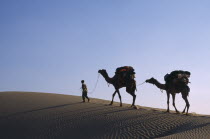 Camel herder with loaded camels silhouetted against pale sky on ridge of sand dune with wind rippled sand in desert area near Jaisalmer.