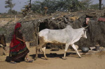 Bishnoi woman herding cattle past thatched shelter made from wood and straw in village near Jodhpur.
