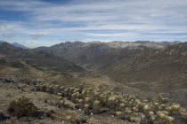 View from Pico El Aguila  4118m  with Frailejon plants in foreground  Venezuelan Andes