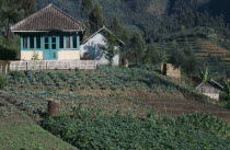 Farmhouse overlooking vegetable plots.