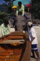 Elephant launching newly built longtail boat.