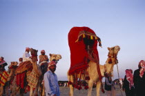 Bedouin cultural show at camel racing event in the desert.  Men and camels with brightly coloured saddle cloth and harness and decorated shugduf or litter. Colored