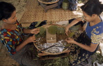 Female workers rolling cheroots by hand inside factory workplace.Burma Pegu Bago Myanmar