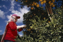 Orange harvest worker wearing protective head covering and long gloves.