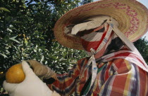 Orange harvest worker wearing face mask  gloves and wide brimmed straw hat.