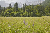 A lovely uncut spring hay meadow in the wide Alpine Valley in the shadow of the Julian Mountains  NaturalunspoiltJulian Mountain Rangespring flowersalpine flowers