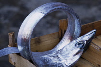 La Pescheria di Sant Agata. Fish market with detail of  a Silver fish rolled up in a tray